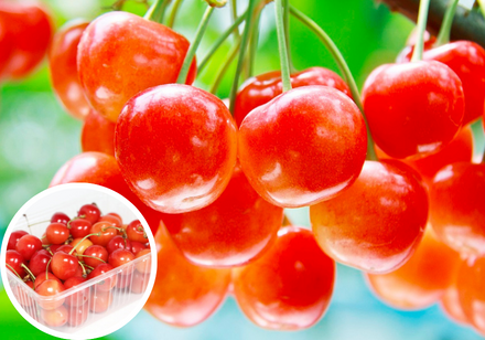 <Web割対象商品>【キングツアーバス旅】どっさどっさ㏌フルーツ王国山梨 ~さくらんぼ&バラ 野菜詰め放題&卵掴み~〔秋川・京王八王子発〕1